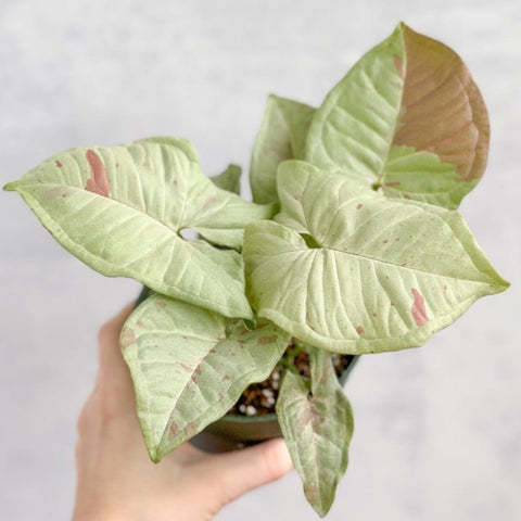 Milk Confetti Syngonium with pink-speckled foliage