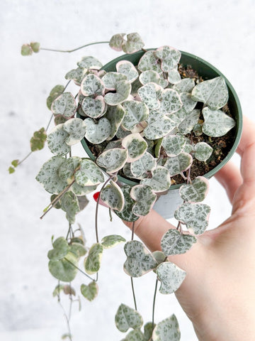 Variegated String of Hearts with green cream and pink leaves