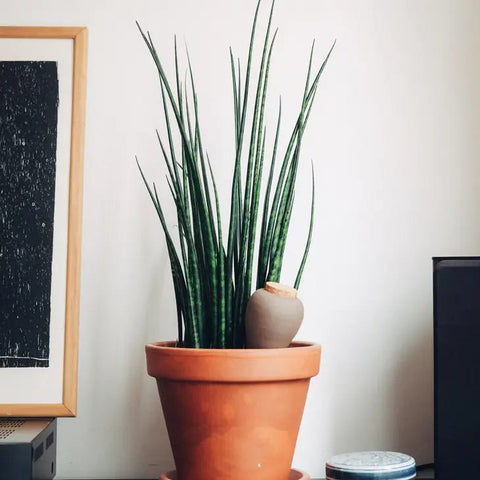 Olla In Snake Plant