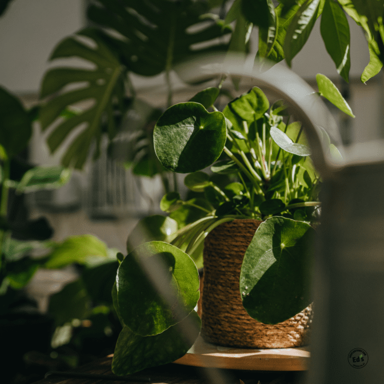 Why Not to Shop Big Box Stores for Plants? Support Local & Grow Greener! - Ed's Plant Shop