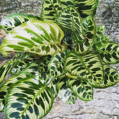 Calathea For Sale Online