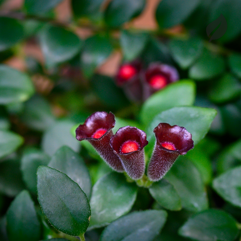 Lipstick Plant For Sale Online