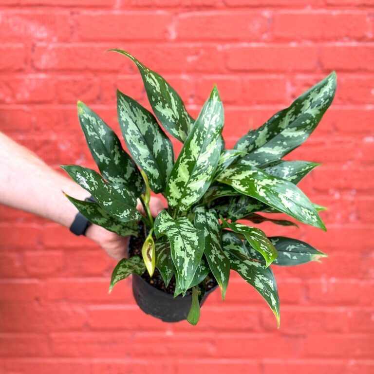 Brooklyn’s Best Houseplants for City Dwellers - Ed's Plant Shop