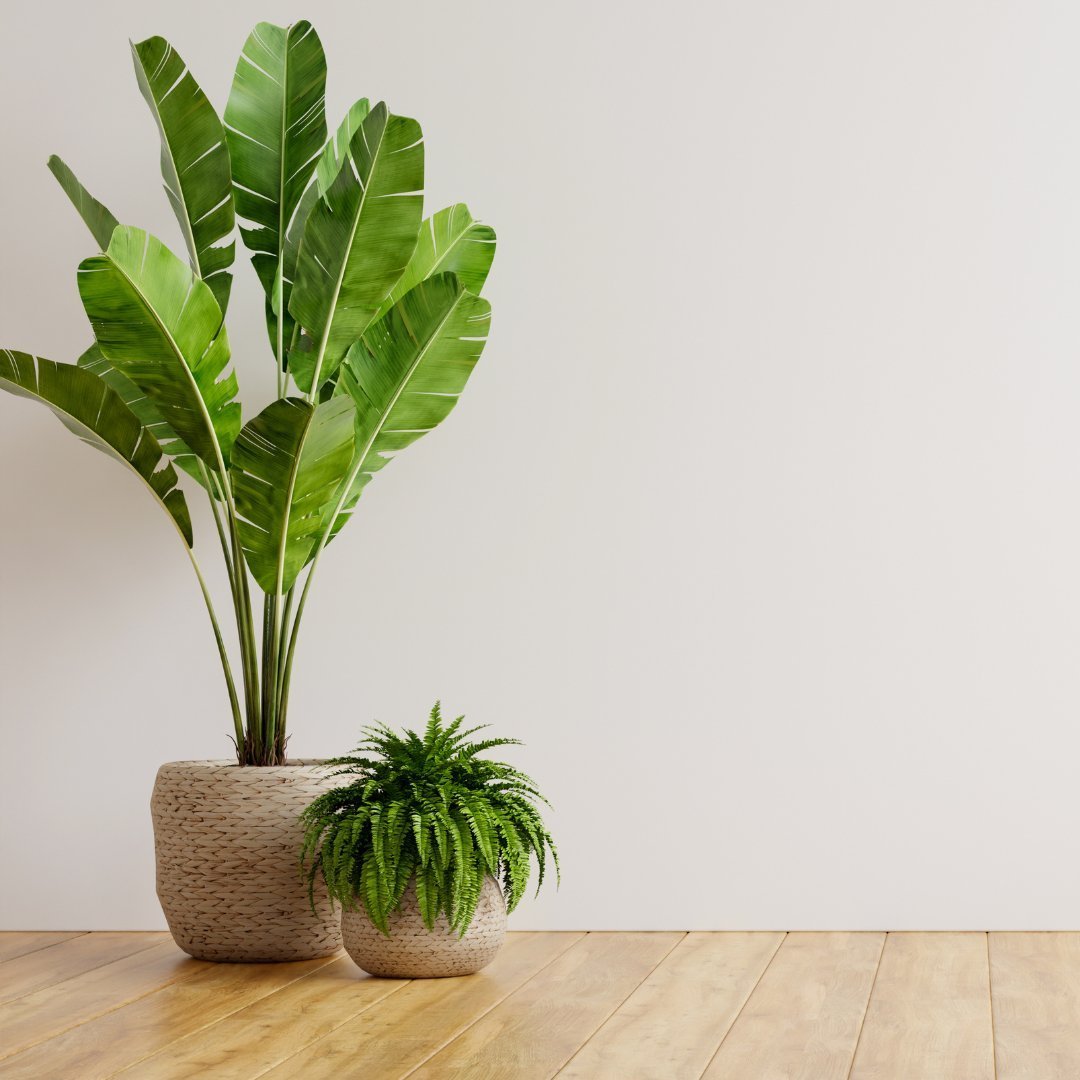 Tall indoor floor plants for larger apartment rooms