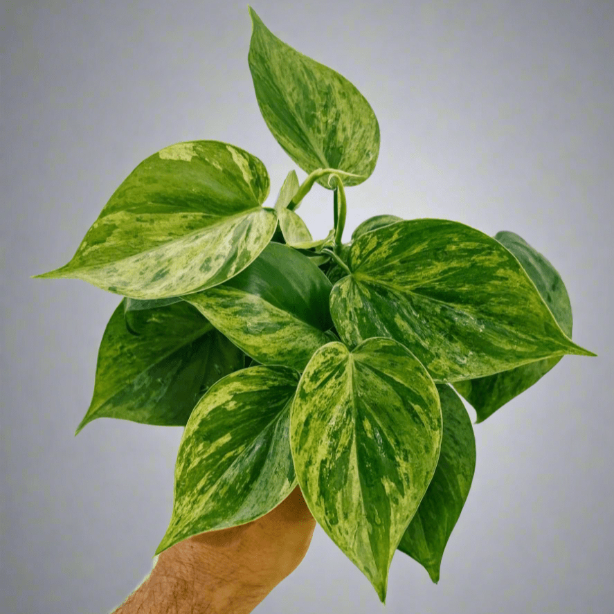 Variegated Heartleaf Philodendron with cream yellow and green leaves