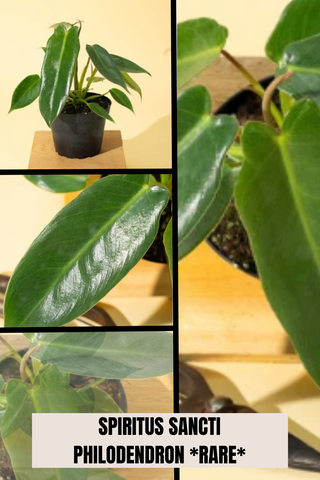 Philodendron Spiritus Sancti - Ed's Plant Shop