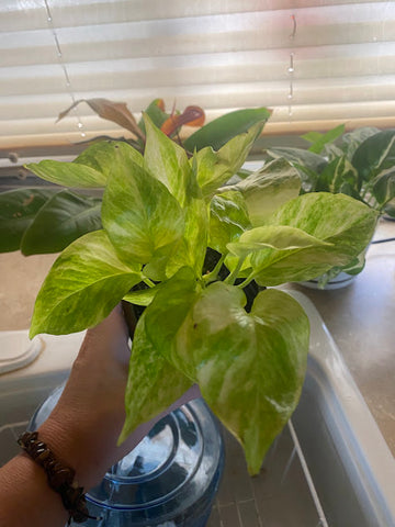 Neon Queen Pothos - Ed's Plant Shop