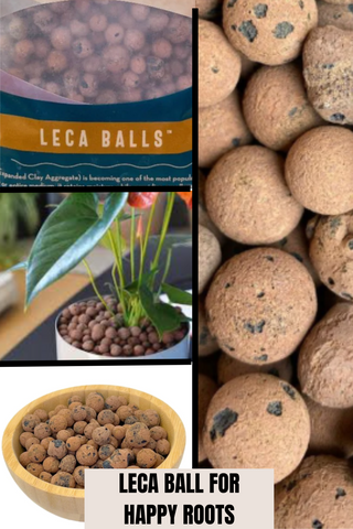 Leca Balls For Houseplants - Ed's Plant Shop