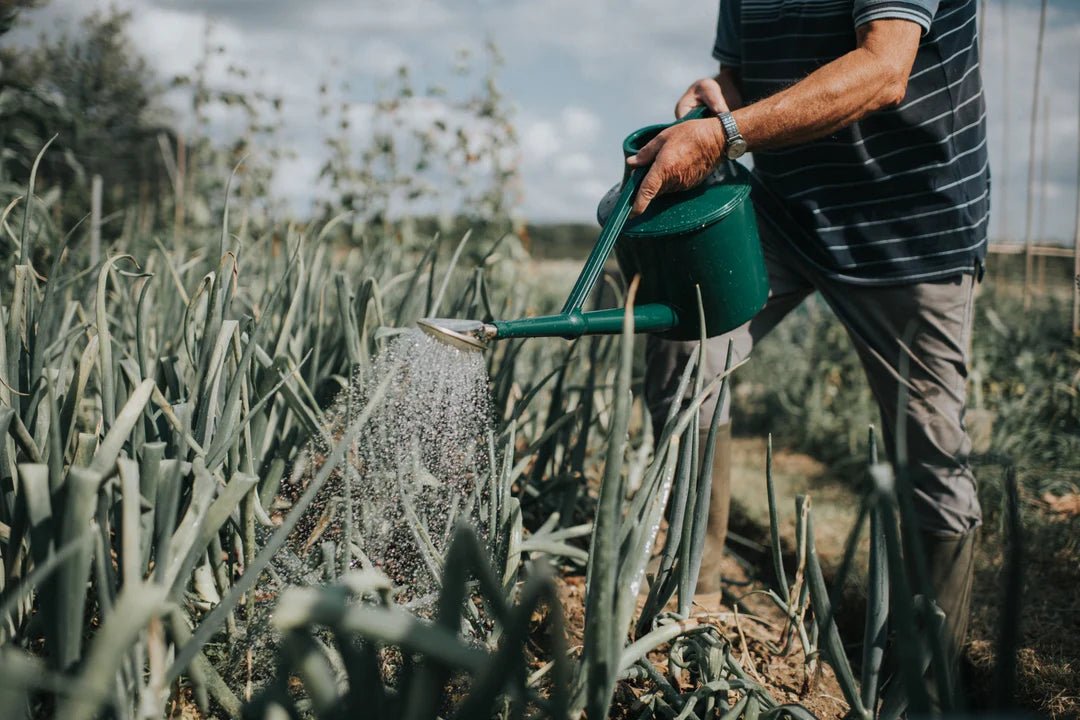 Watering cans and irrigation tools collection at Ed’s Plant Shop for precise plant watering indoors and outdoors