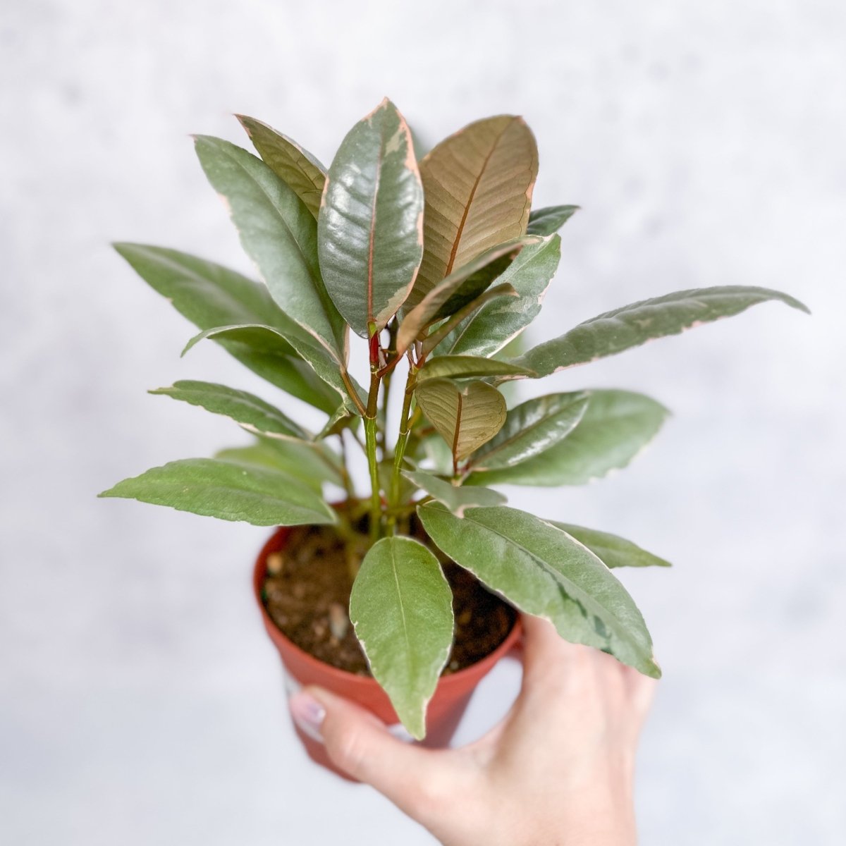 Ficus Ruby Rubber Plant with pink green and cream variegated foliage