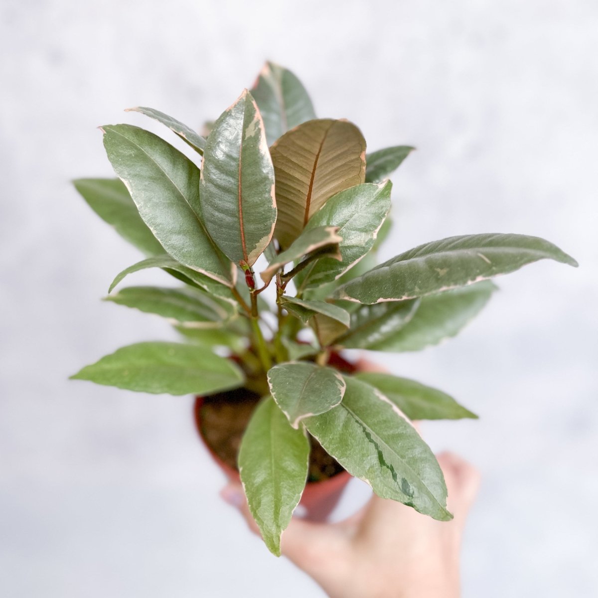 Alternate view of Ficus Ruby with pink red cream and green variegation