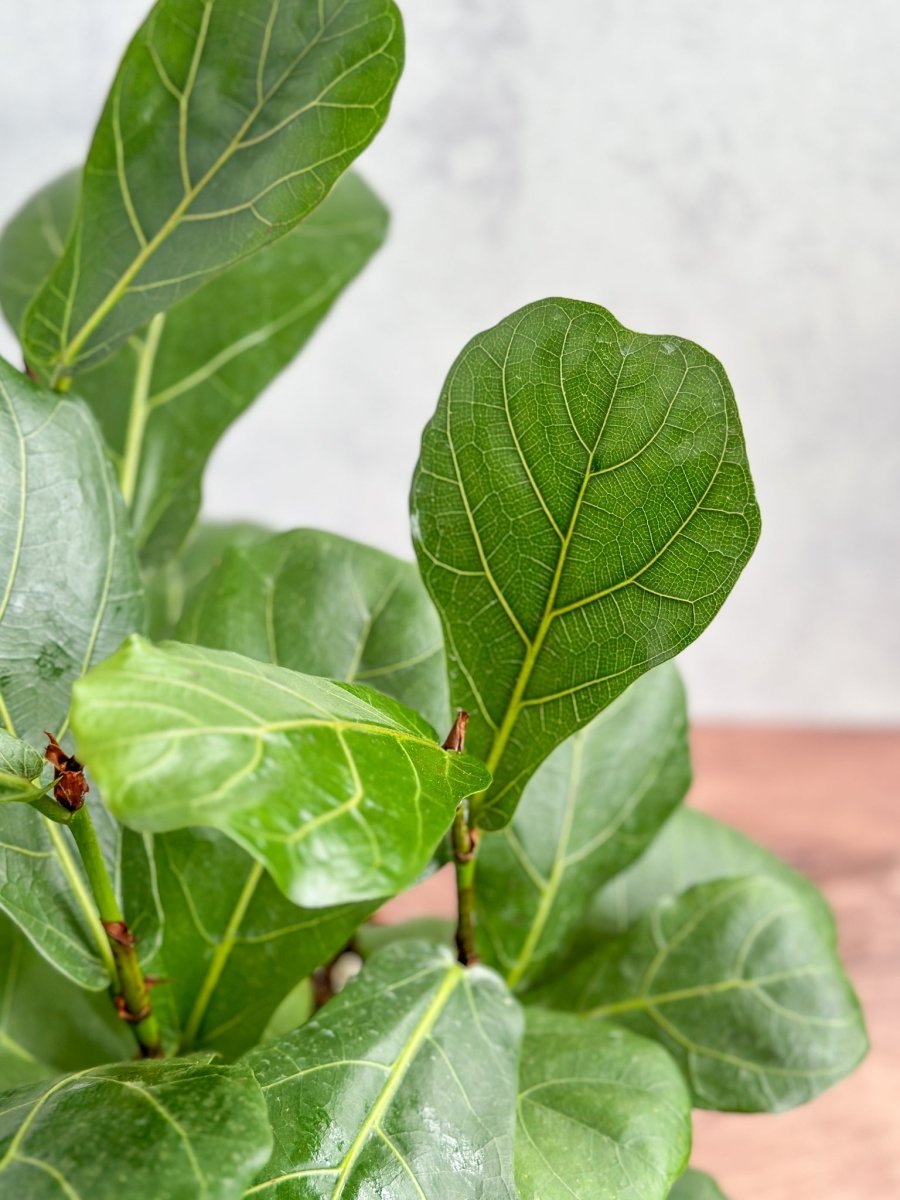 Fiddle Leaf Fig photographed from an alternate product view showing its upright form and broad leaves