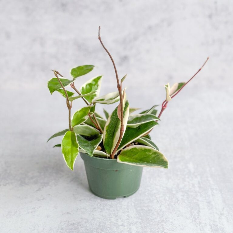 Hoya Carnosa ‘Krimson Queen’ Wax Plant – Hoya care guide by Ed’s Plant Shop
