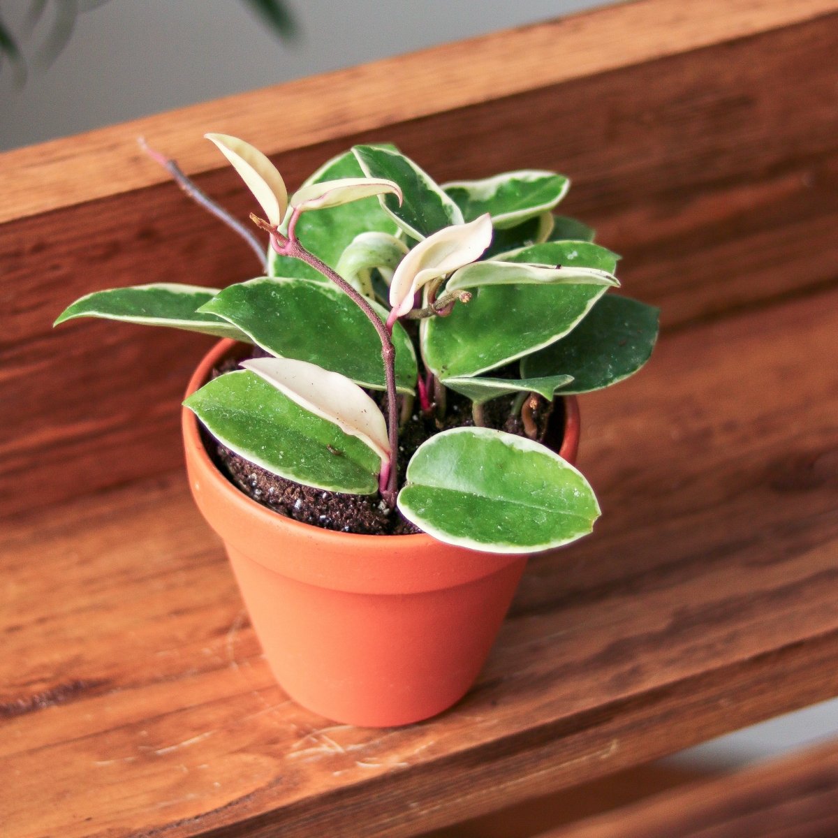 Hoya Carnosa ‘Krimson Queen’ growing in a terracotta pot at Ed’s Plant Shop