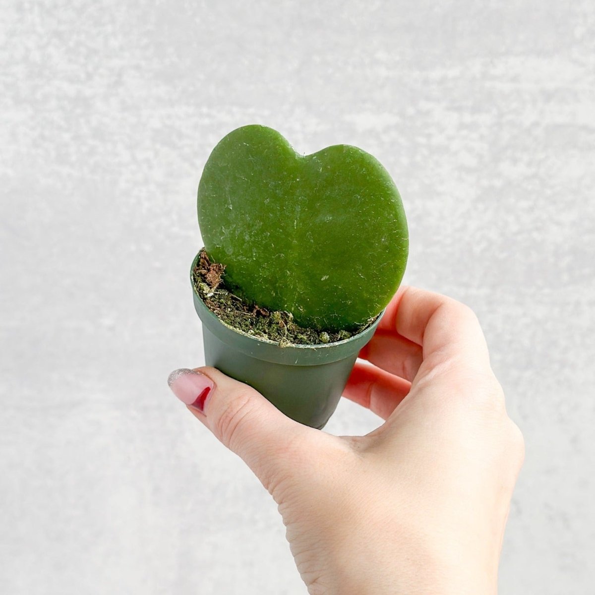 Close-up of the thick heart-shaped leaf of Hoya kerrii, commonly called the Sweetheart Plant