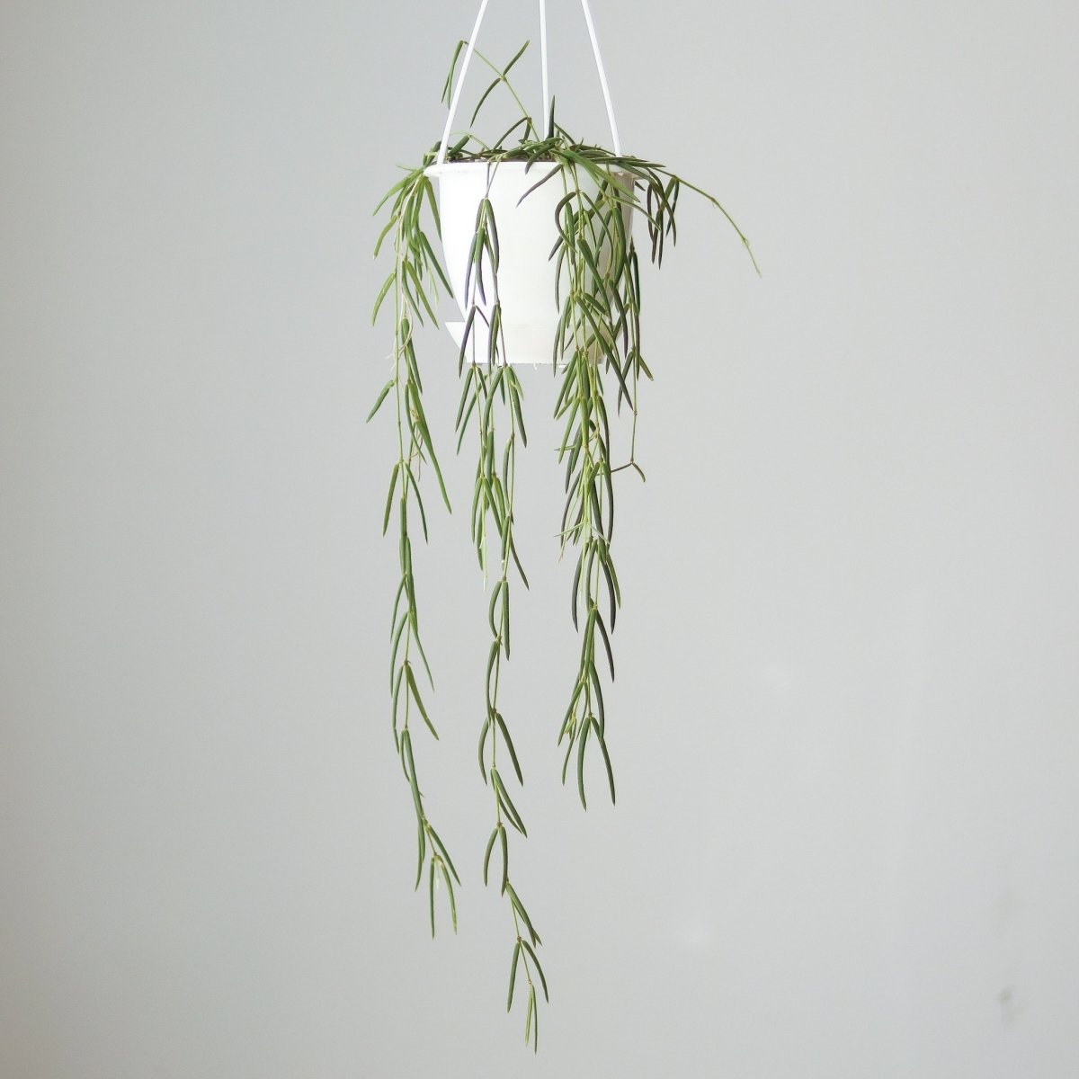Hoya linearis trailing from a hanging basket, showing its long cascading growth habit