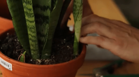 Repotting a Snake Plant