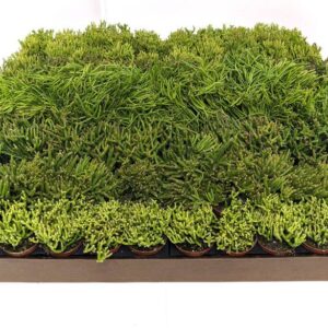 2" Rhipsalis Assortment – Variety Pack of Jungle Cactus