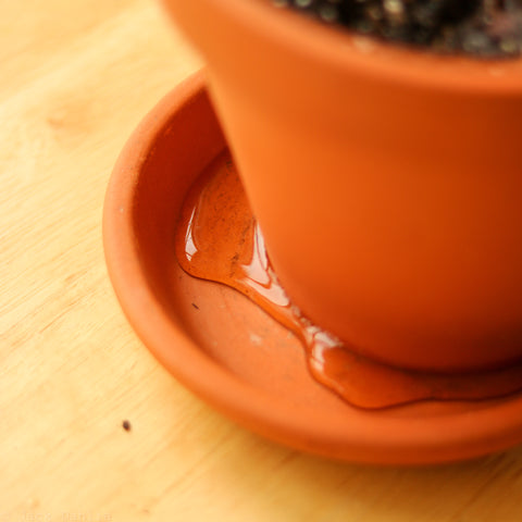 water draining from terra cotta pot into it’s tray while watering a plant