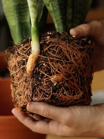 Roots of Snake Plant