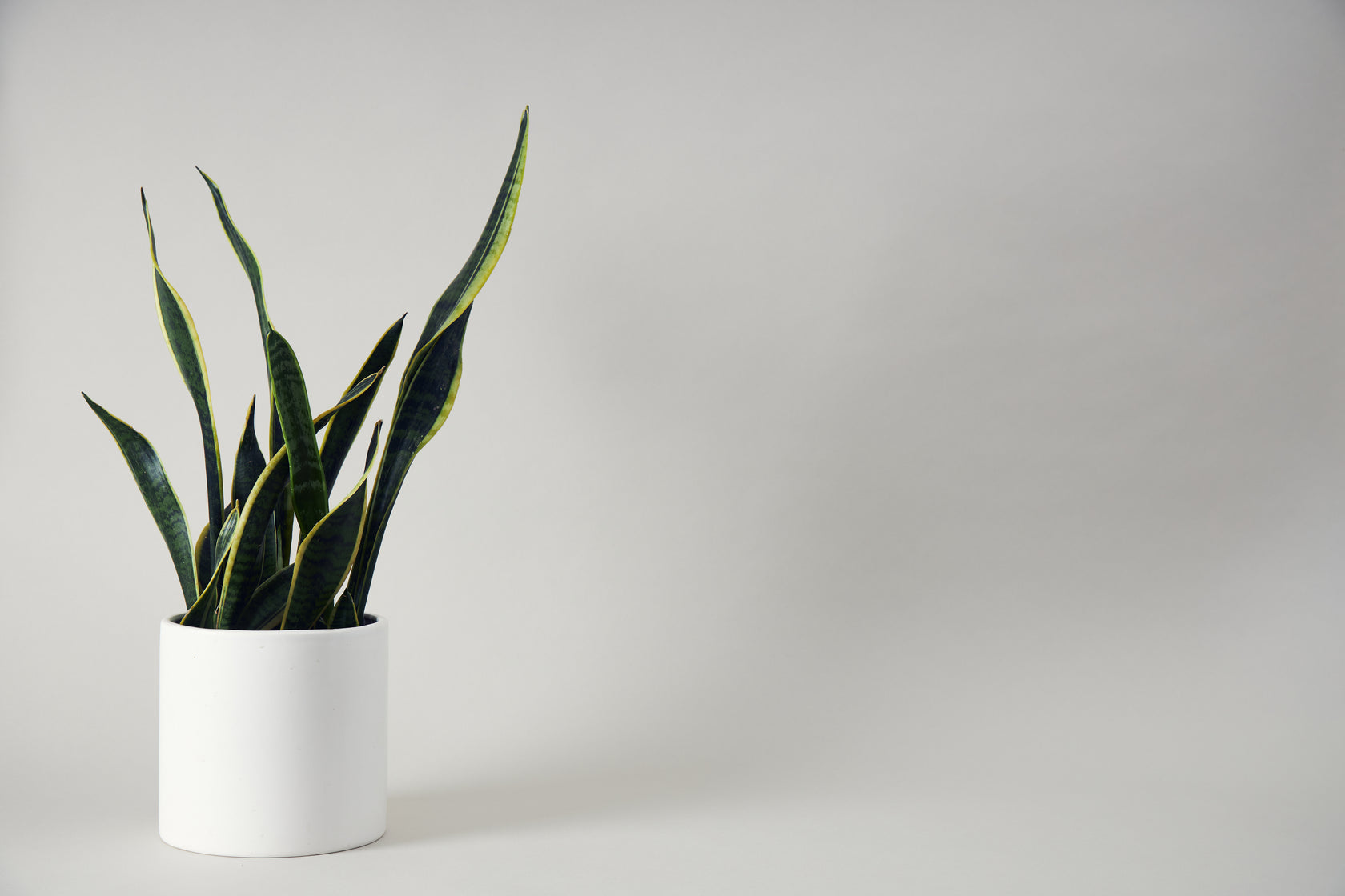 Houseplant in a white pot, Ed’s Plant Shop original Canopy homepage photograph