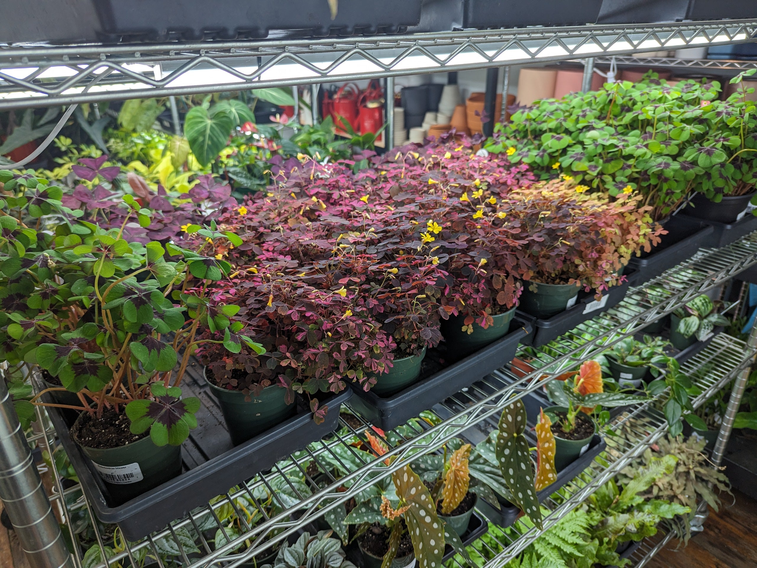 Indoor tropical houseplants on metal shelf