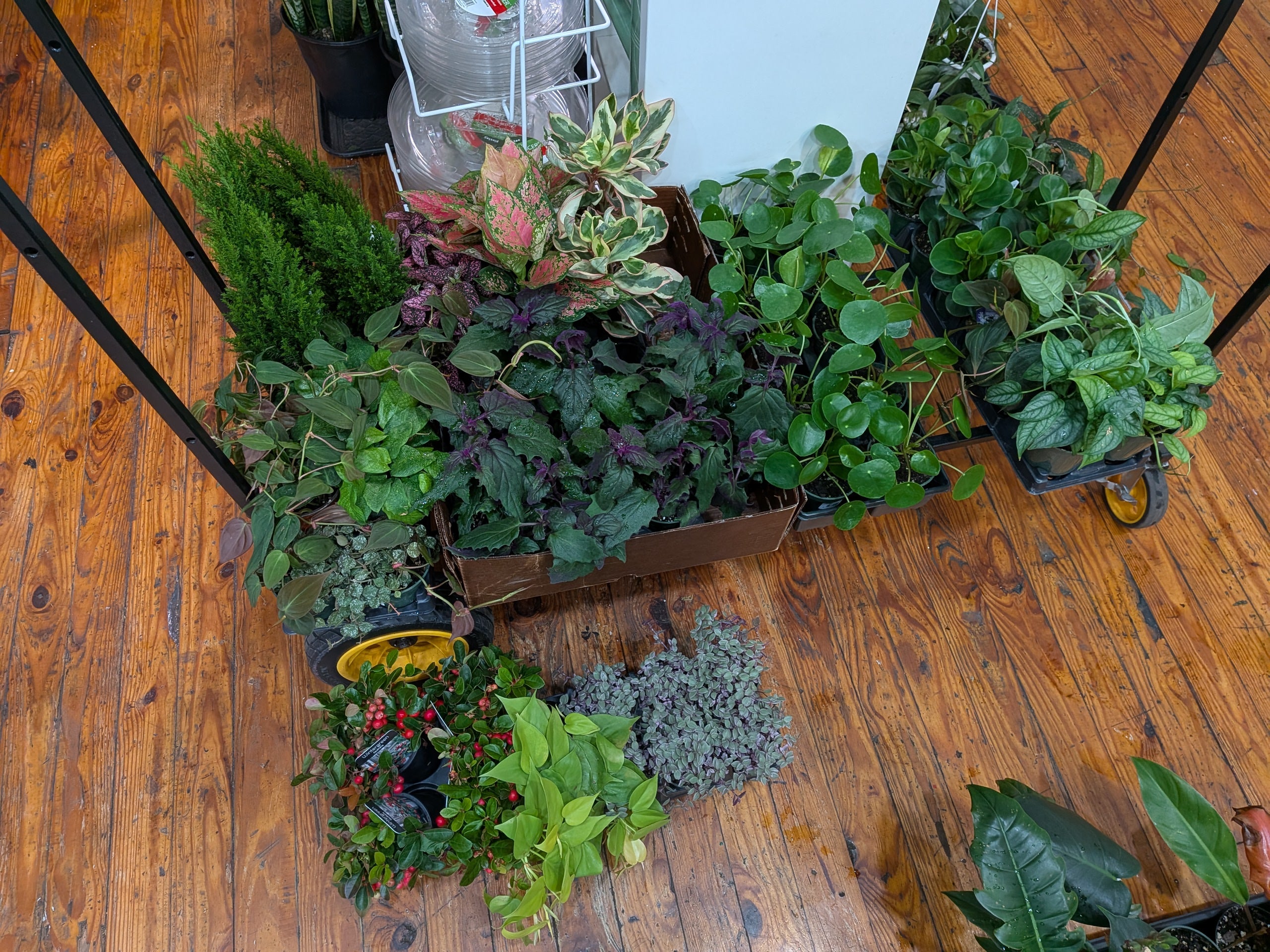 Group on houseplants on wooden floor