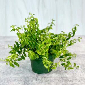 Aeschynanthus radicans 'Rasta' Curly Lipstick Plant - 4 Inch - Ed's Plant Shop