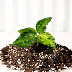 Aglaonema 'Pictum Tricolor' with variegated camouflage-patterned leaves in shades of green and silver, in a nursery pot