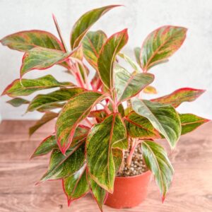 Aglaonema 'Siam Aurora Red' Chinese Evergreen in bright light - 8" Nursery Pot - Ed's Plant Shop