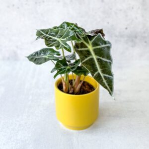Alocasia amazonica Polly houseplant with dark green leaves and bright veins in yellow pot.