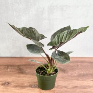 Alocasia 'Antoro Velvet' - Antoro Velvet Alocasia - 4.5 Inch - Ed's Plant Shop