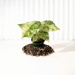 Alocasia ‘Odora Batik’ – Rare Elephant Ear with Batik Pattern - Ed's Plant Shop