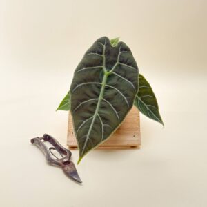 Close-up of scalloped leaf edges and high-contrast vein structure on Alocasia 'Watsoniana'
