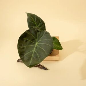 Alocasia x ‘Regal Shield’ - Regal Shield Alocasia - Ed's Plant Shop