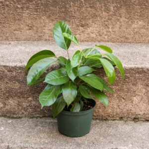 Alpine Schefflera (Schefflera alpina) potted plant with umbrella-like foliage in bright indirect light