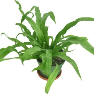 Asplenium nidus – Bird’s Nest Fern Plant - Ed's Plant Shop