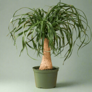 Ponytail Palm houseplant with tall swollen base and long arching leaves on green background.