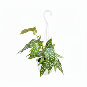 Begonia 'White Ice' - 4.5" Hanging Basket - Ed's Plant Shop