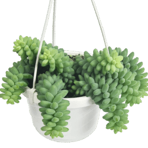 Burros Tail Cactus