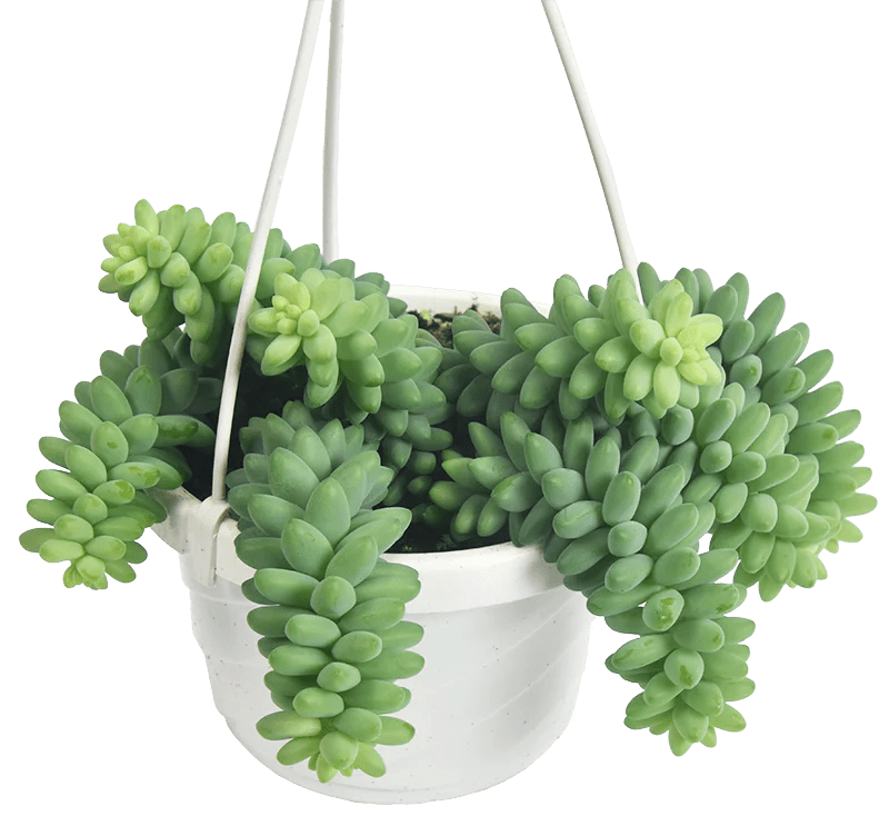 Burros Tail Cactus