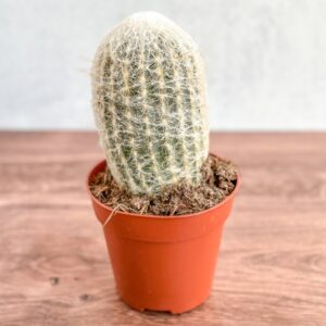 Cephalocereus senilis - Peruvian Old Man Cacti - Ed's Plant Shop