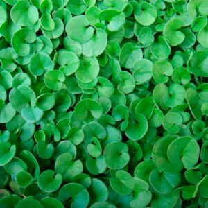 Dichondra repens 'Emerald Falls' - Emerald Falls Dichondra - Ed's Plant Shop