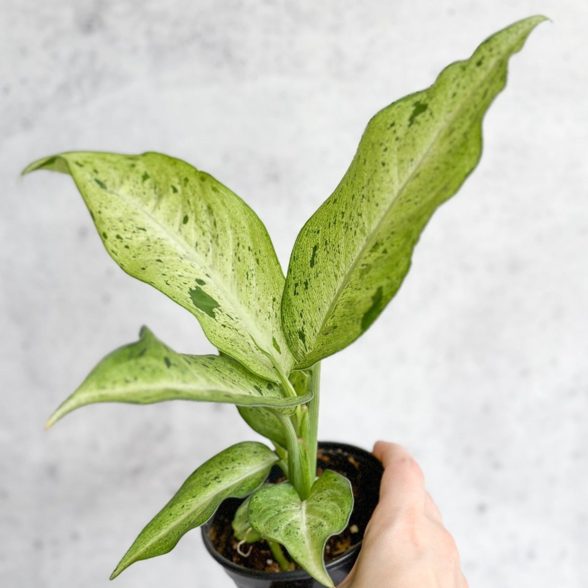 Dieffenbachia 'Camouflage' - Ed's Plant Shop