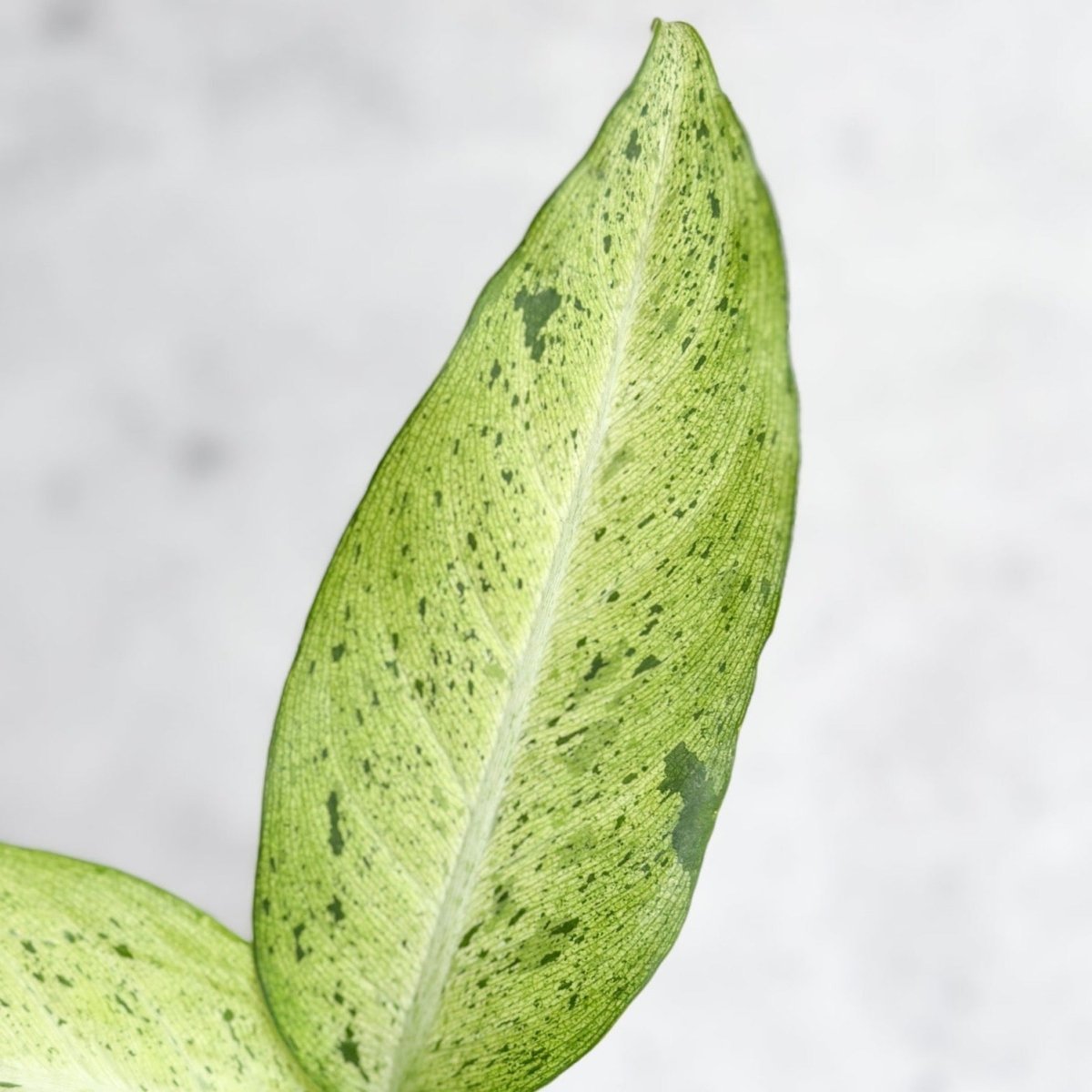 Dieffenbachia 'Camouflage' - Ed's Plant Shop