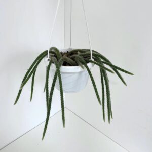 Disocactus flagelliformis rattail cactus with long trailing cylindrical stems in a hanging basket.