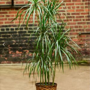 Dracena marginata - Tarzan Tree - Ed's Plant Shop