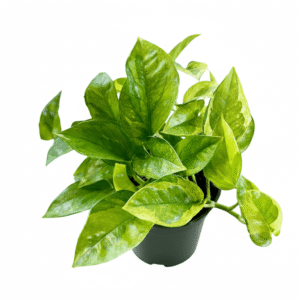 Epipremnum aureum 'Lizard Queen' Pothos - Ed's Plant Shop