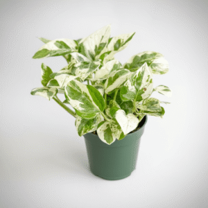 A variegated pothos pearls and jade with green and white leaves in a dark green plastic pot, photographed against a clean light gray studio background.