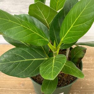 Ficus Benghalensis ‘Audrey’ – The Refined Statement Tree - Ed's Plant Shop